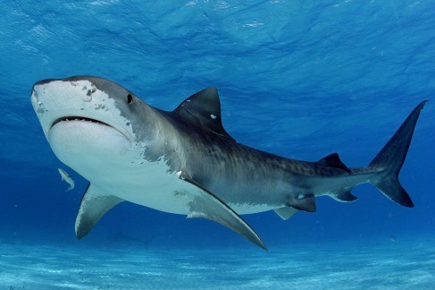 Science for Kindergarten Kids - Shark Facts for Kids